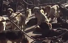 Barınaktaki köpeklerin hali içler acısı