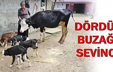 Bartın'da Bir İnek Dördüz Doğurdu