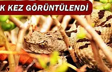 Bartın'da ilk kez görüntülendi