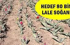 Bartın'da Lale Soğanı Üretimi başladı