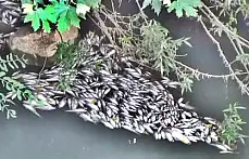 Bartın ırmağında toplu balık ölümleri