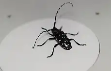 Canavar böcek Bartın'da 