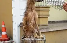 Yurt bahçesinde Tilki Operasyonu