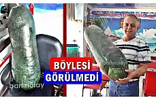 Dev salatalık görenleri şaşırttı