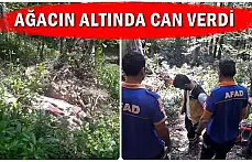 Devrilen ağacın altında can verdi