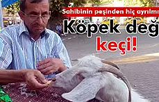 Evcil keçi, yanından hiç ayrılmıyor