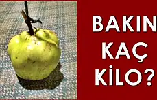 Görenleri Şaşırtan ayva