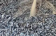 Hamsi bolluğu yüzleri güldürdü