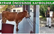 İki hafta önce kaybolan hayvanlarına kavuştu