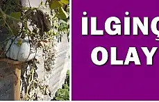 İlginç kabak vakası