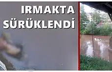Irmakta sürüklenen hayvan ölüsü kaldırıldı
