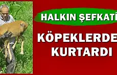 Karacanın imdadına vatandaş yetişti