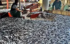 Karadeniz'den hamsi fışkırıyor