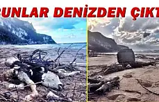 Kıyıya İnek Ölüsü Vurdu