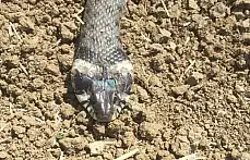 Küpeli su yılanı özellikleri ile dikkat çekiyor