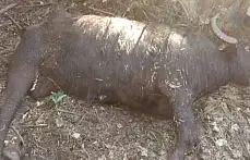 Kurtlar mandalara saldırdı