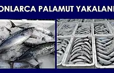 Kurucaşile'de Palamut Bereketi