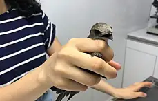 Küvetin içinde ebabil kuşu buldu