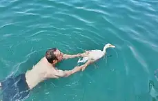 Ördek İle Dostluğu Görenleri Şaşırtıyor