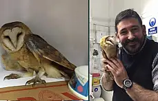 Peçeli Baykuş tedavi edildi