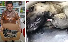 Sezaryenle 11 yavru dünyaya getirdi