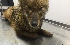 Su kanalına düşen tilkiyi kurtarma operasyonu