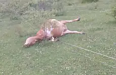 Tarlada şok manzara 