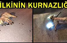 Tellere takılan tilki ölü taklidi yaptı
