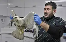 Vurulan yılan kartalı tedavi edildi