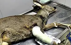 Yaralı Karaca Tedavi Edildi