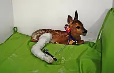 Yaralı Karaca Yavrusu, Koruma Altında