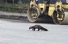 Yaralı sansar tedavi edildi