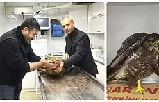 Yaralı tilki ve atmaca tedavi edildi