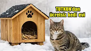 Tutkun'dan kediler için ücretsiz ev