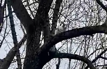 1 haftadır ağaçta mahsur