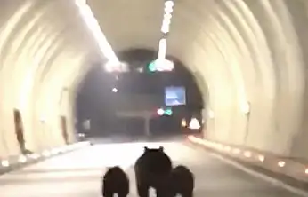 Bartın'da ayılar tünele girdi