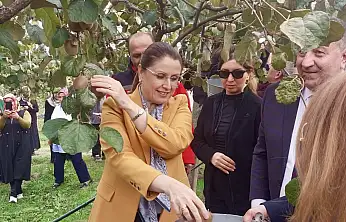 Bartın'da hasat heyecanı