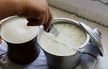 Bartın'ın meşhur yoğurdu artık tescillendi