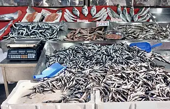 Denizden balık fışkırıyor