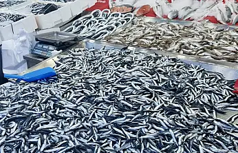 Hamsi tezgahta 100'üyor