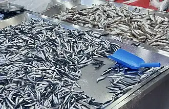 Hamsiye mezgite doyacaksınız