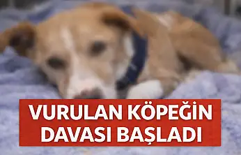 Hande Yener'in sahip çıktığı köpek Ateş davası başladı