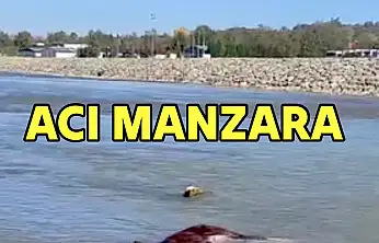 Irmakta acı manzara!