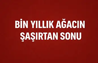 Kesildi satıldı ama yok olmadı