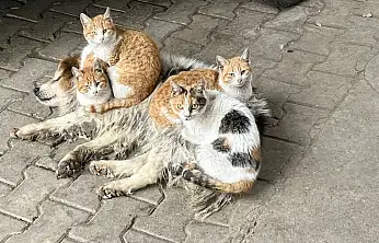 Kör ve sağır ama çok merhametli