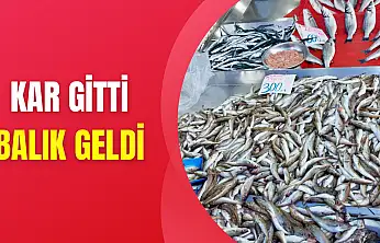 Tekir bugün çok farklı