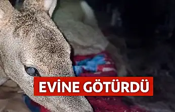 Yaralı karacayı çocuk gibi sevdi