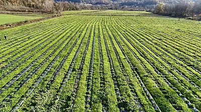 İşte doğal kanser ilacı