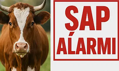 Bartın'da Şap Alarmı