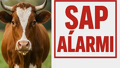 Bartın'da Şap Alarmı